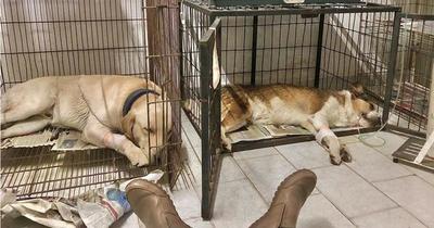 Envenenaron a sus perros y apela a la solidaridad para cubrir gastos