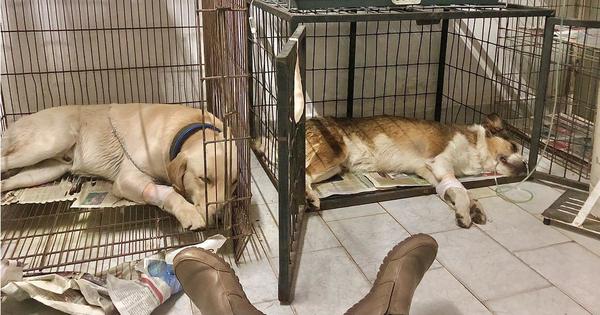 Envenenaron a sus perros y apela a la solidaridad para cubrir gastos