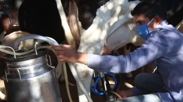 Últimos días para inscripciones al concurso que promueve el consumo de leche - Nacionales - ABC Color