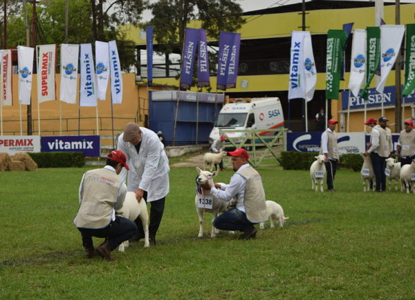 Expo Nacional Texel: sábado calificación a bozal y domingo remate de reproductores