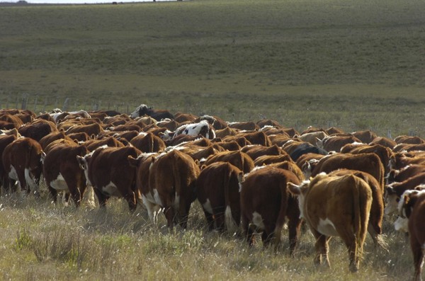 Novillo Mercosur: Brasil y Uruguay fueron los motivos de una nueva baja