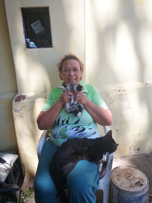 Florista cuida a gatos que deambulan en el cementerio de La Recoleta - Mascotas - ABC Color