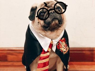 Llega la fiesta de Halloween para mascotas