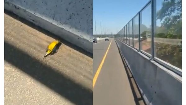 Paneles del Botánico matan a los pajaritos