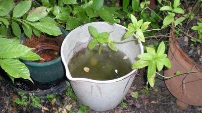 Dengue; Preocupa aumento de población de mosquitos tras constes lluvias en Coronel Oviedo – Prensa 5