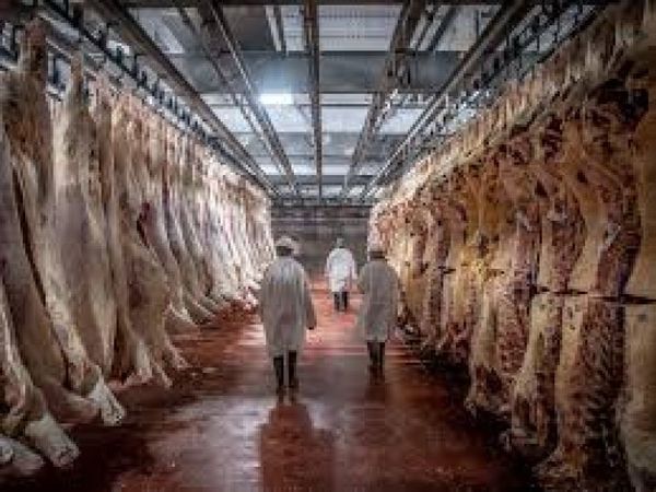 El lunes arribarán técnicos norteamericanos para iniciar auditoría de frigoríficos