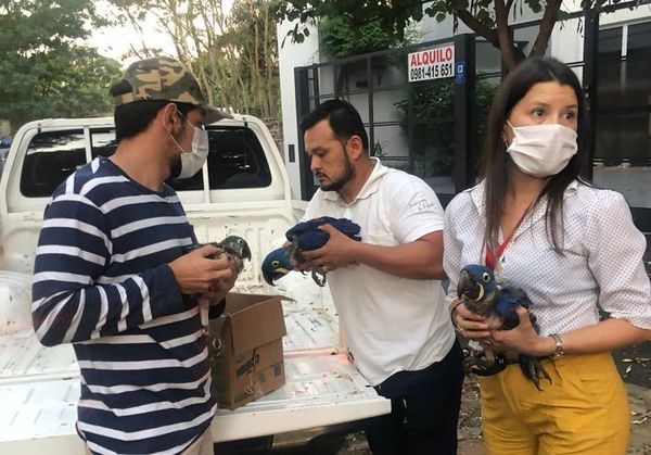 Rescatan guacamayos azules que estaban siendo vendidos a G. 6 millones cada uno - Nacionales - ABC Color