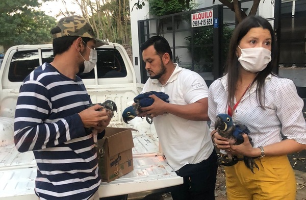 En operativo rescatan a 3 guacamayos azules, especie en peligro de extinción