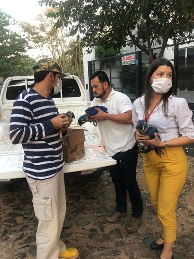 Tres guacamayos azules fueron rescatados mediante una compra simulada