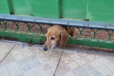 Bomberos salvan a Firulais