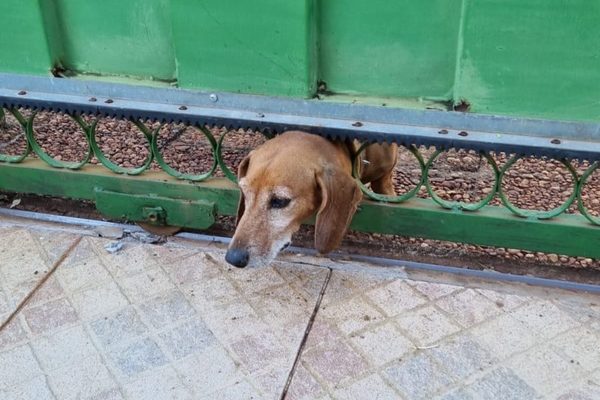 Bomberos salvan a Firulais