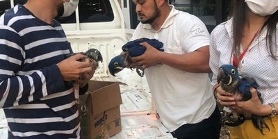 SIMULARON QUE QUERÍAN COMPRAR GUACAMAYOS PARA RESCATARLOS - Itapúa Noticias