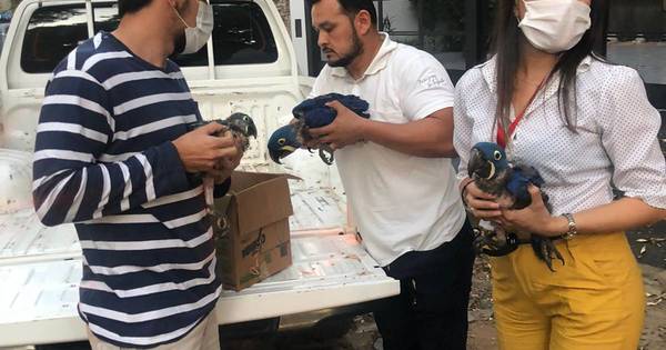 La Nación / Detienen a traficantes de guacamayos azules