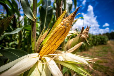 Belice reanuda el envío de maíz a Guatemala, después de 13 años - MarketData
