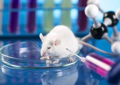 Una vacuna mediante un parche cutáneo neutraliza el SARS-CoV-2 en ratones - Ciencia - ABC Color
