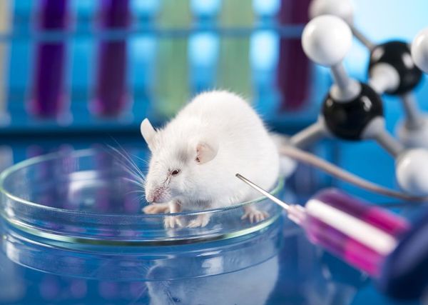 Una vacuna mediante un parche cutáneo neutraliza el SARS-CoV-2 en ratones - Ciencia - ABC Color
