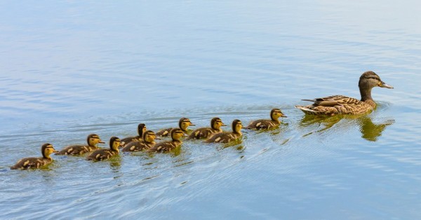 La razón por la que los patitos nadan en fila detrás de su madre - SNT