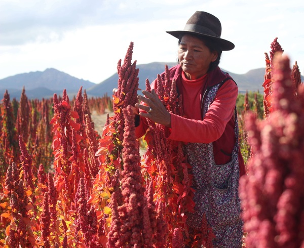 Bolivia sufre en 2021 la mayor reducción en sus exportaciones de quinua - MarketData
