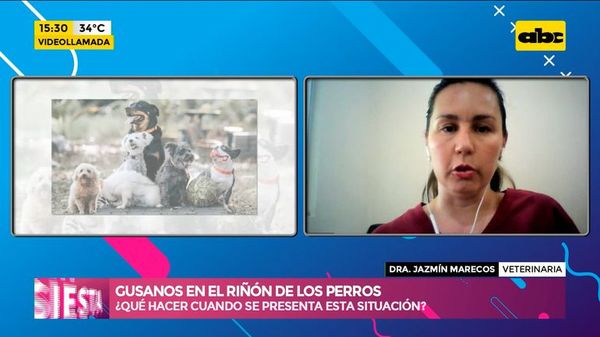 Gusanos en el riñón de los perros, ¿qué hacer cuando se presenta esta situación? - Ensiestados - ABC Color