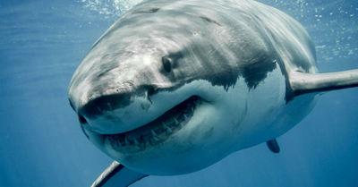 ¿Por qué los tiburones blancos atacan a los humanos? - SNT
