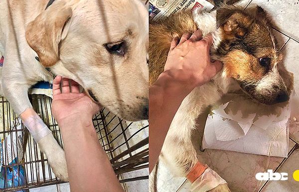 Dos perros luchan por sus vidas tras ser envenenados - Nacionales - ABC Color