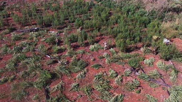 La marihuana se abre caminoa convertirse en la nueva soja