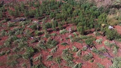 La marihuana se abre camino a convertirse en la nueva soja