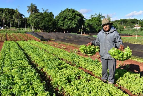 Horticultura con sello de laboriosidad de familias de J. Augusto Saldívar - Nacionales - ABC Color