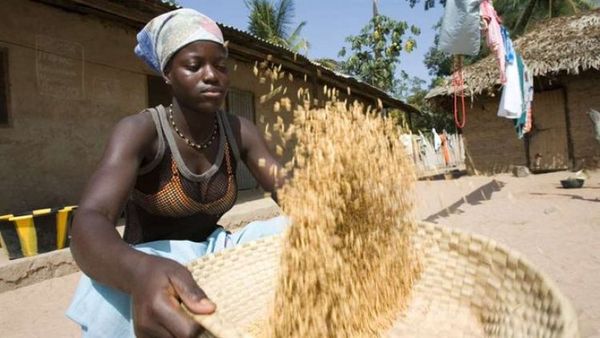 El secreto de Gambia, el pequeño país africano que se convirtió en un referente en la lucha contra el cambio climático