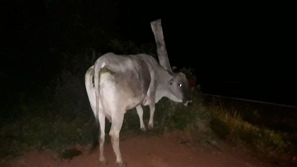 Detenido por robarse vaca preñada ahora tiene arresto domiciliario  - Nacionales - ABC Color