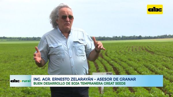 Buen desarrollo de soja tempranera Great Seeds - ABC Rural - ABC Color