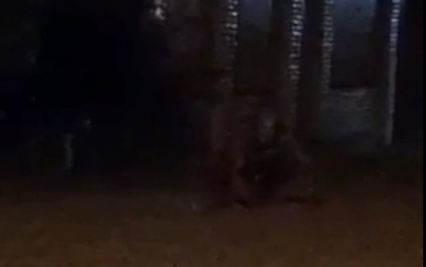 Crónica / ¿HOMBRE LUISÓN? “Estaba caminando como un perro”