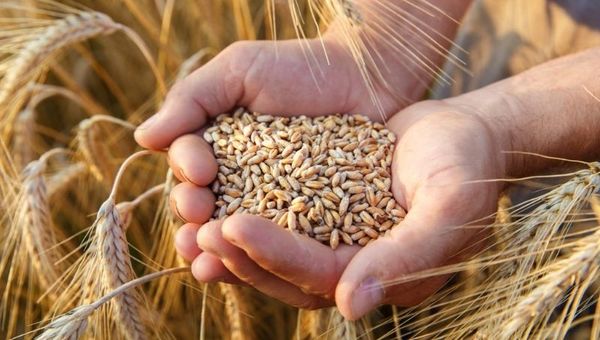 Buenos precios salvaron la zafra triguera: se exportó 8,7% más del cereal e ingresaron US$ 69,5 millones