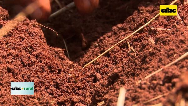 ABC Rural: Siembra con suelo húmedo o suelo seco y otros detalles - ABC Noticias - ABC Color