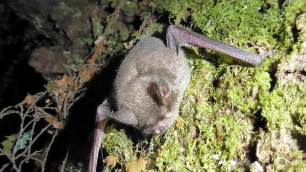 Eligen a una especie de murciélago como el 'ave del año' en Nueva Zelanda y el concurso desata polémica en la Red – Prensa 5