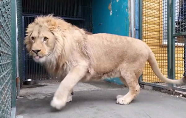 Final feliz para Simba, el león maltratado por un fotógrafo en Rusia