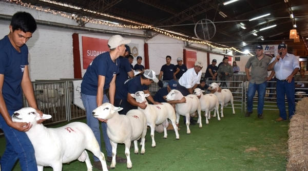 Los Texel a Campo se destacaron por su funcionalidad y características carniceras