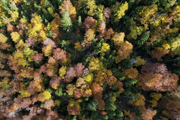 Cuidar de los bosques que tenemos, más efectivo que plantar, según expertos - Mundo - ABC Color