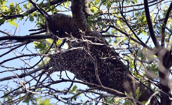 Hombre huye de abejas, se lanza a lago y muere atacado por pirañas en Brasil - Mundo - ABC Color