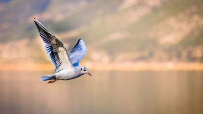 Canto de las aves es menor y menos variado por disminución de especies