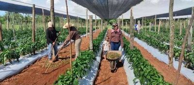 Horticultores de Brasil-cue cosecharán tomate y locote de alta calidad
