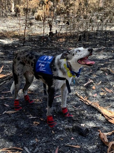 Condecoraron al perro que salvó koalas durante incendios en Australia