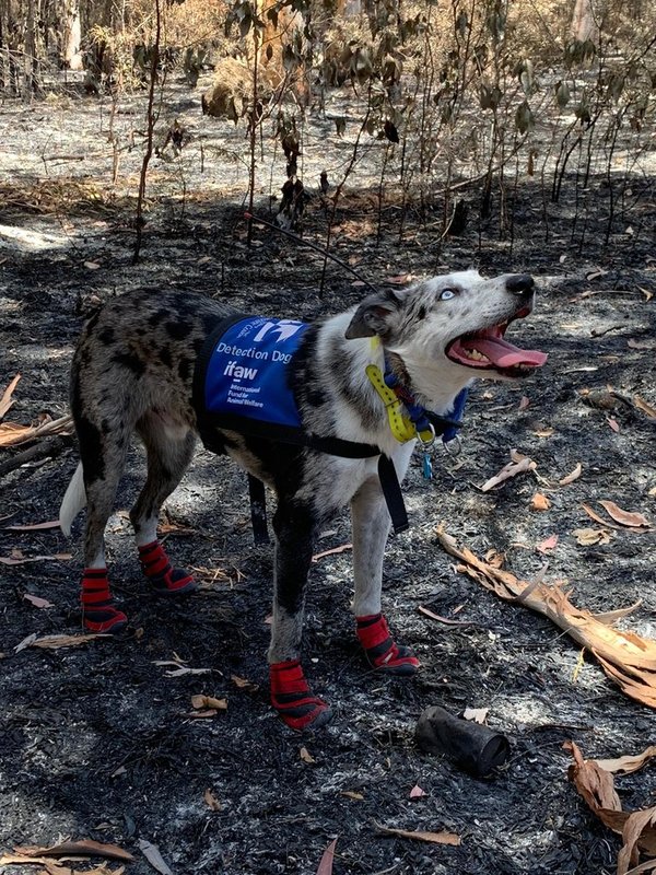 Condecoraron al perro que salvó koalas durante incendios en Australia