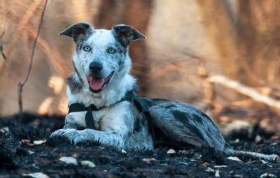 Australia: tras salvar a koalas en incendios forestales, perrito es condecorado
