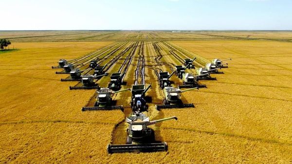 El arroz, uno de los alimentos con más beneficios para la salud