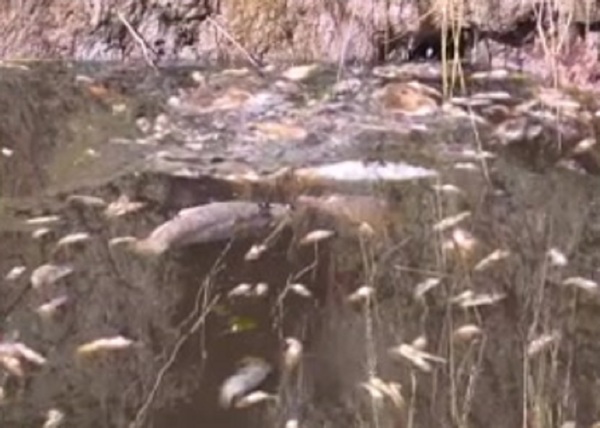 Villa Hayes: Mortandad de peces en el río Confuso - SNT