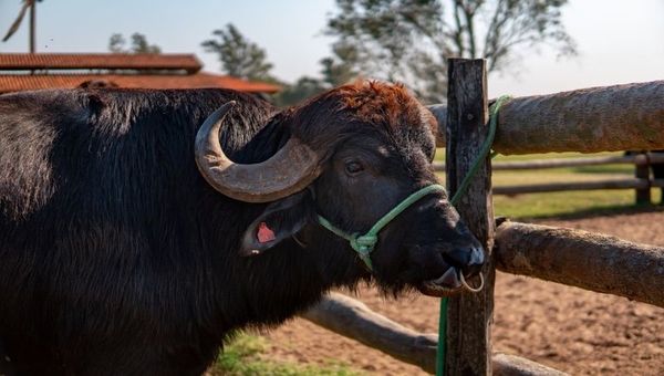 Simposio Latinoamericano del Búfalo se llevará a cabo en Paraguay en 2022