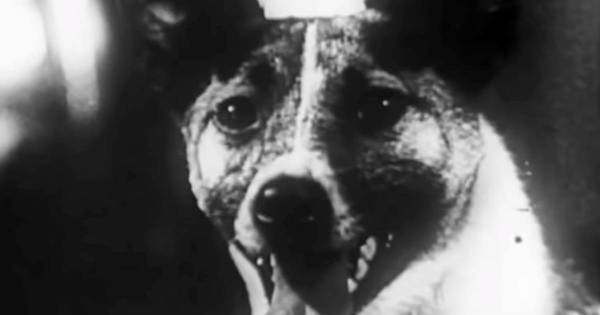 La Nación / Laika, la perra callejera de Moscú que viajó al espacio exterior