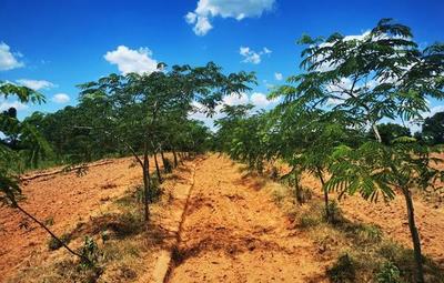 Ybytyruzú: plantan más de 50 mil árboles para aumentar cobertura boscosa
