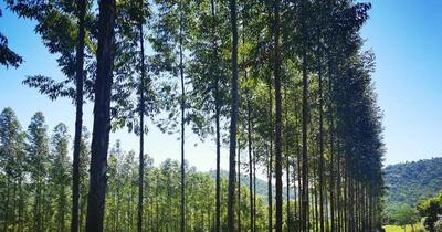 Inicia proyecto que busca aumentar cobertura boscosa en el Ybytyruzú